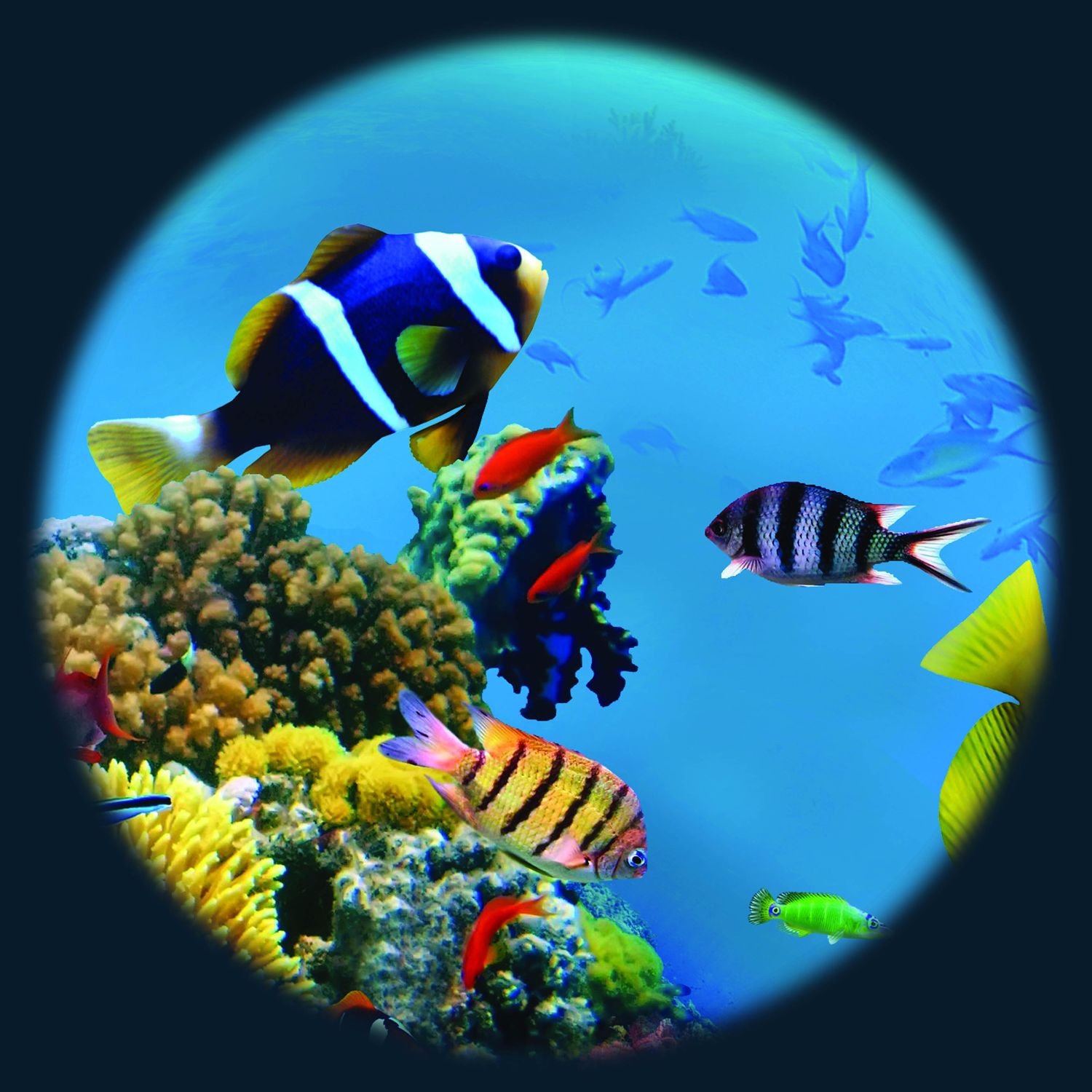 Tropische Vissen | Aquarium fish, Marine fish, Tropical fish