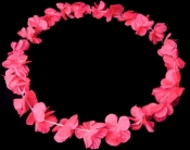 Hawaiislinger Roze